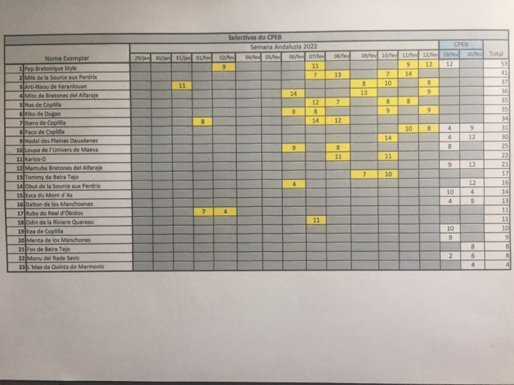 Ranking Melhores Epagneul Breton 2022