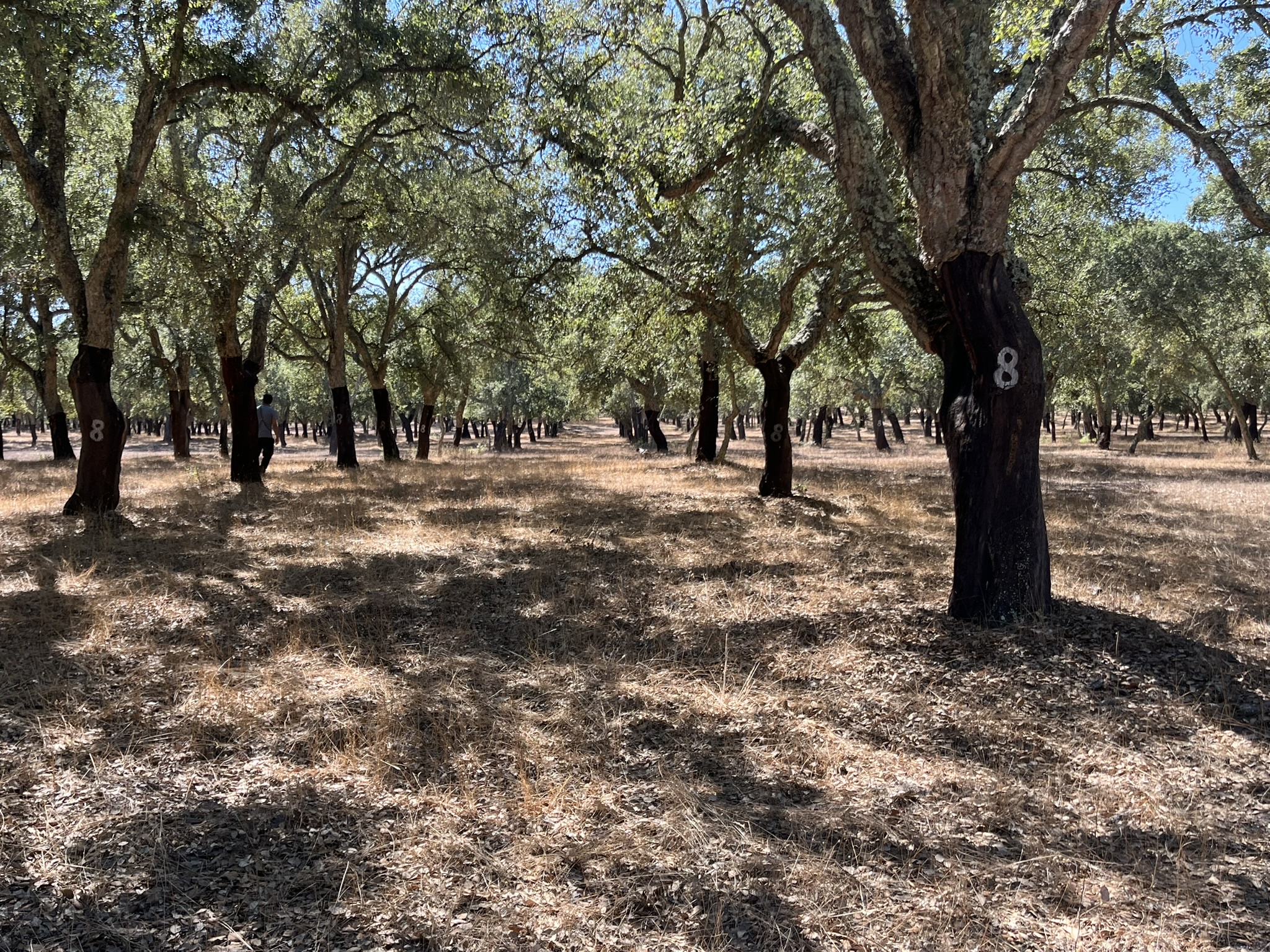 IMG_9262